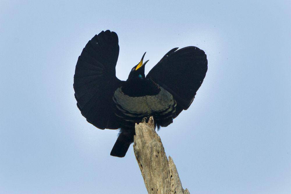 ilustrasi Victoria's Riflebird (flickr.com/francesco_veronesi)