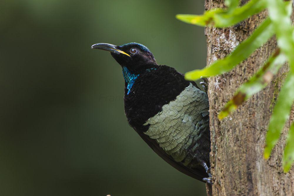 5 Fakta Victoria's Riflebird, Punya Tarian Unik untuk Memikat Betina