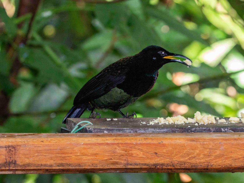 ilustrasi Victoria's Riflebird (flickr.com/markgillow)