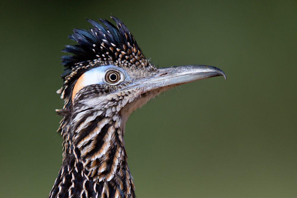 6 Fakta Unik Greater Roadrunner, Burung Pelari Tercepat