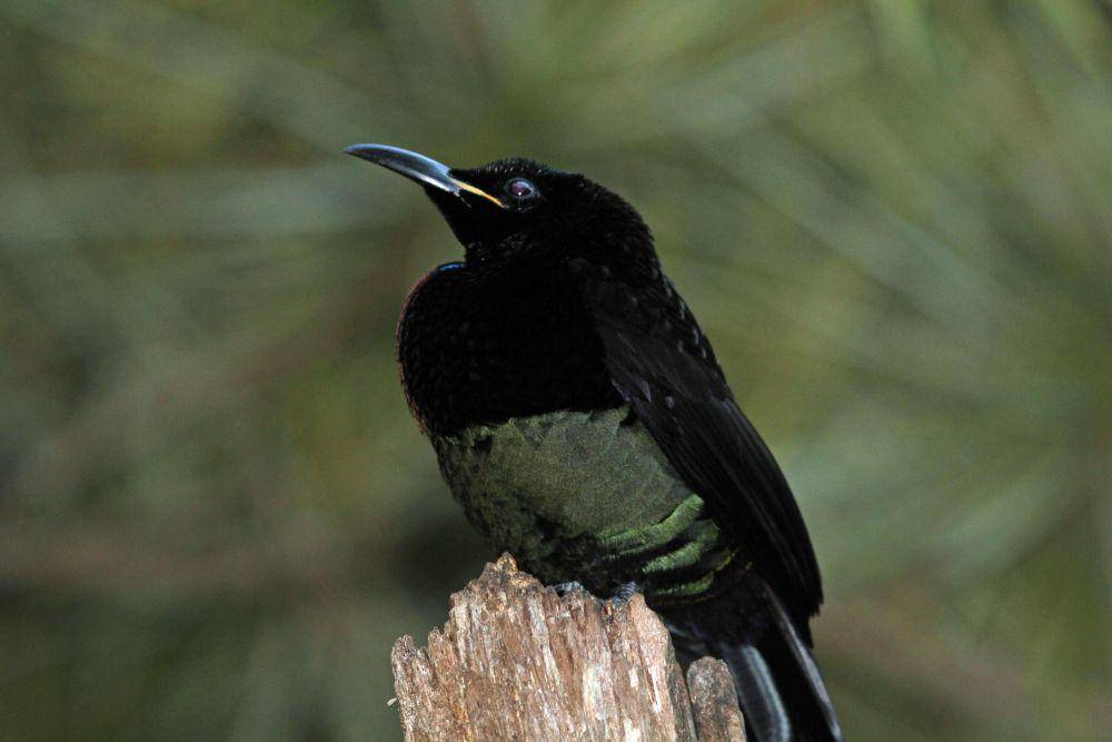 ilustrasi Victoria's Riflebird (flickr.com/gregthebusker)