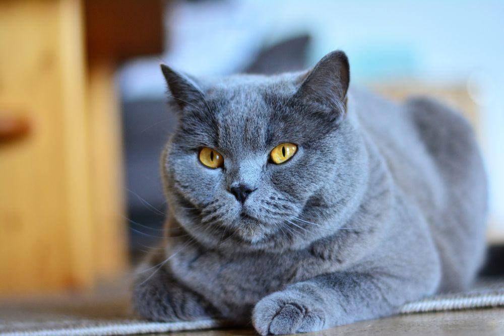 chartreux (pixabay.com/congerdesign)