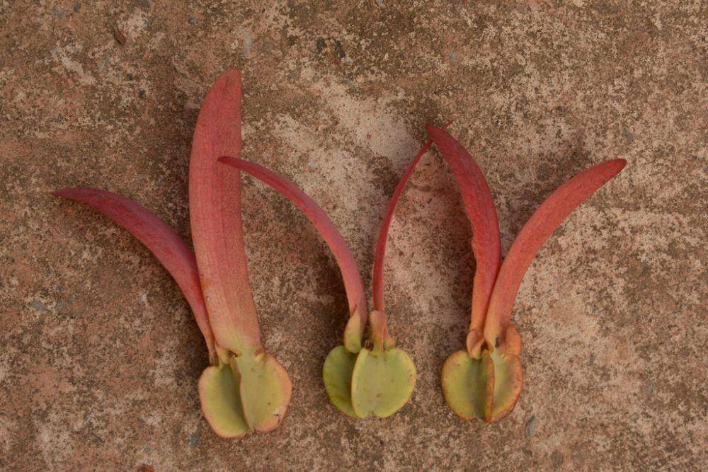 ilustrasi Dipterocarpus alatus (inaturalist.org/wangworn)