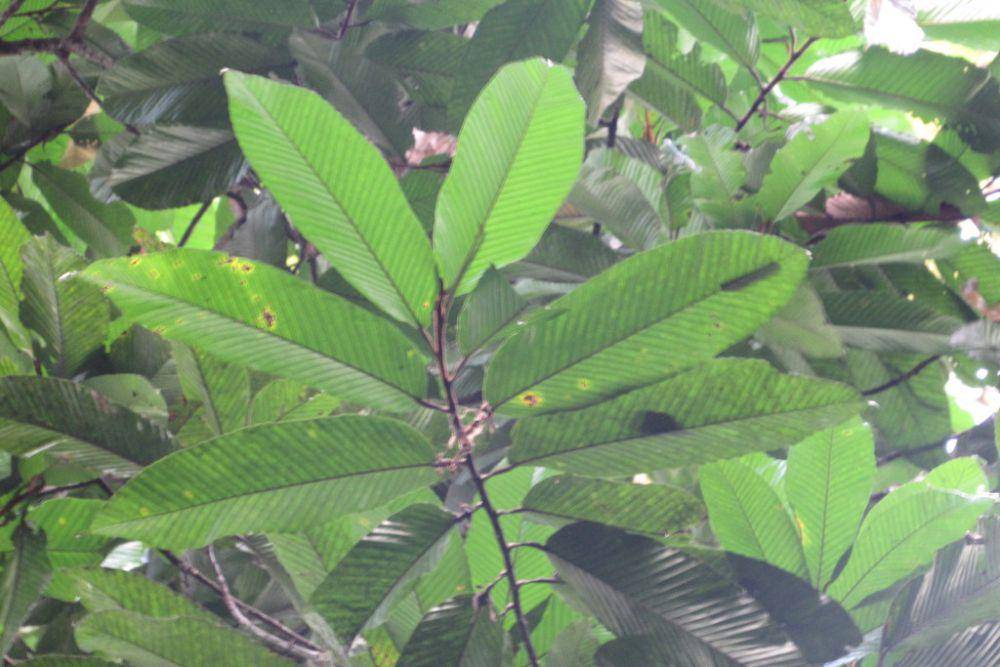 ilustrasi Dipterocarpus elongatus (inaturalist.org/arief9)