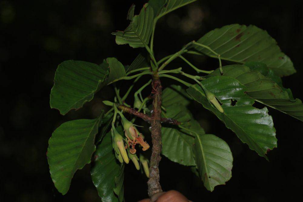ilustrasi Dipterocarpus indicus (inaturalist.org/madhavan_a_p)