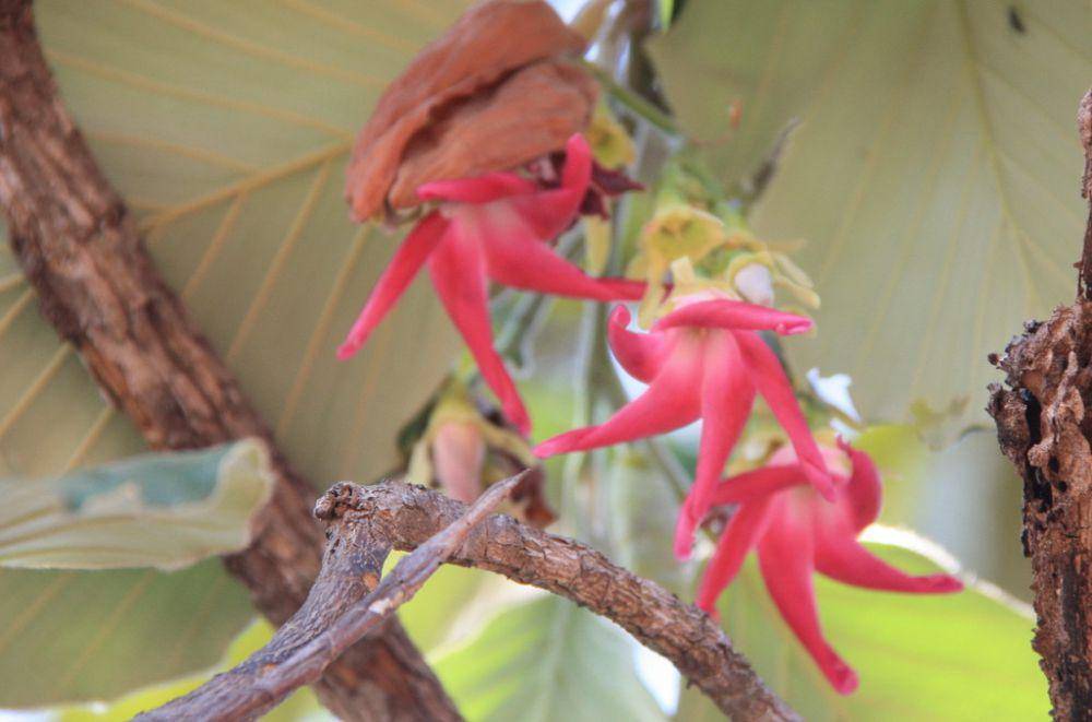 ilustrasi Dipterocarpus obtusifolius (inaturalist.org/wangworn)