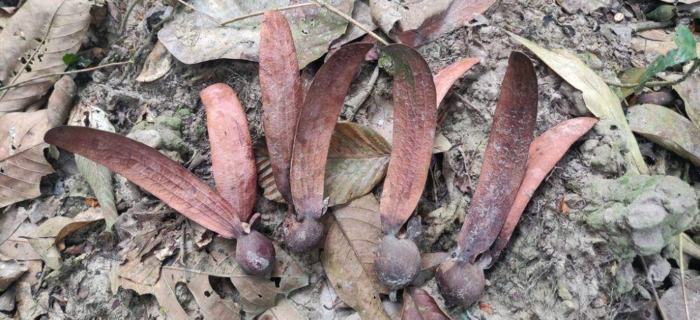 ilustrasi Dipterocarpus retusus (inaturalist.org/trsraman)