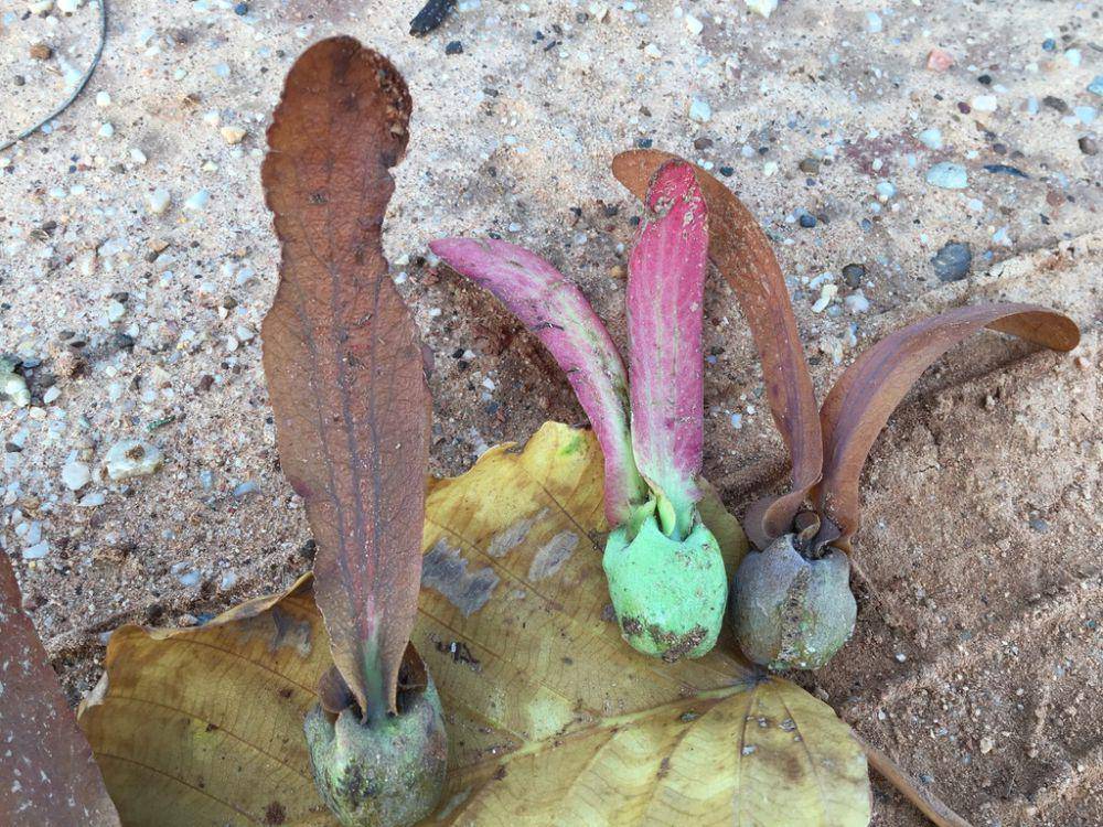 ilustrasi Dipterocarpus tuberculatus (inaturalist.org/dechaphaetkrathok)