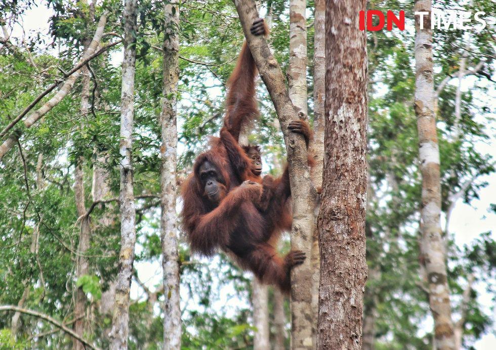 10 Destinasi Wisata Terbaik di Kalimantan, Surganya Pencinta Alam