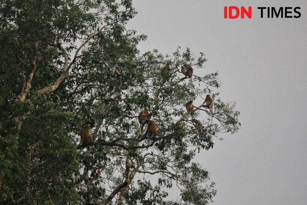 10 Gunung yang Dikenal Angker di Pulau Kalimantan, Ada Kerajaan Gaib