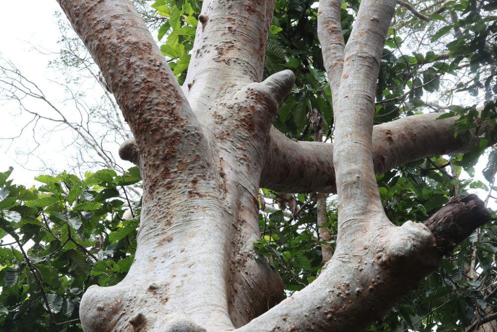ilustrasi Koompassia excelsa (inaturalist.org/pchi45)