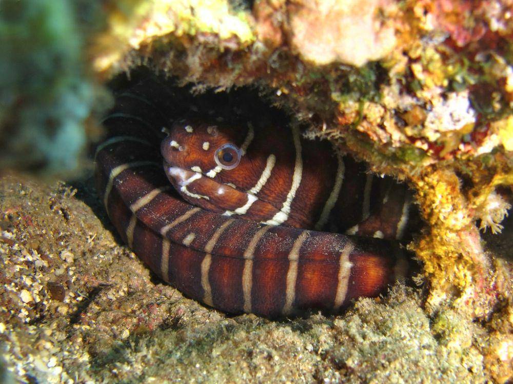 Moray zebra (inaturalist.org/Franca Wermuth)