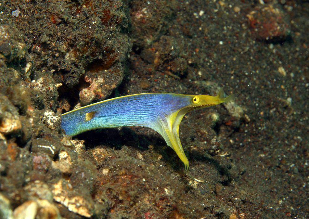 Moray pita (inaturalist.org/Ron Greer)