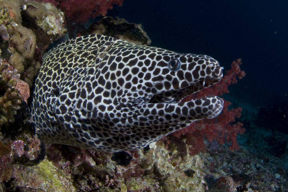 Moray leopard (inaturalist.org/CORDENOS Thierry)