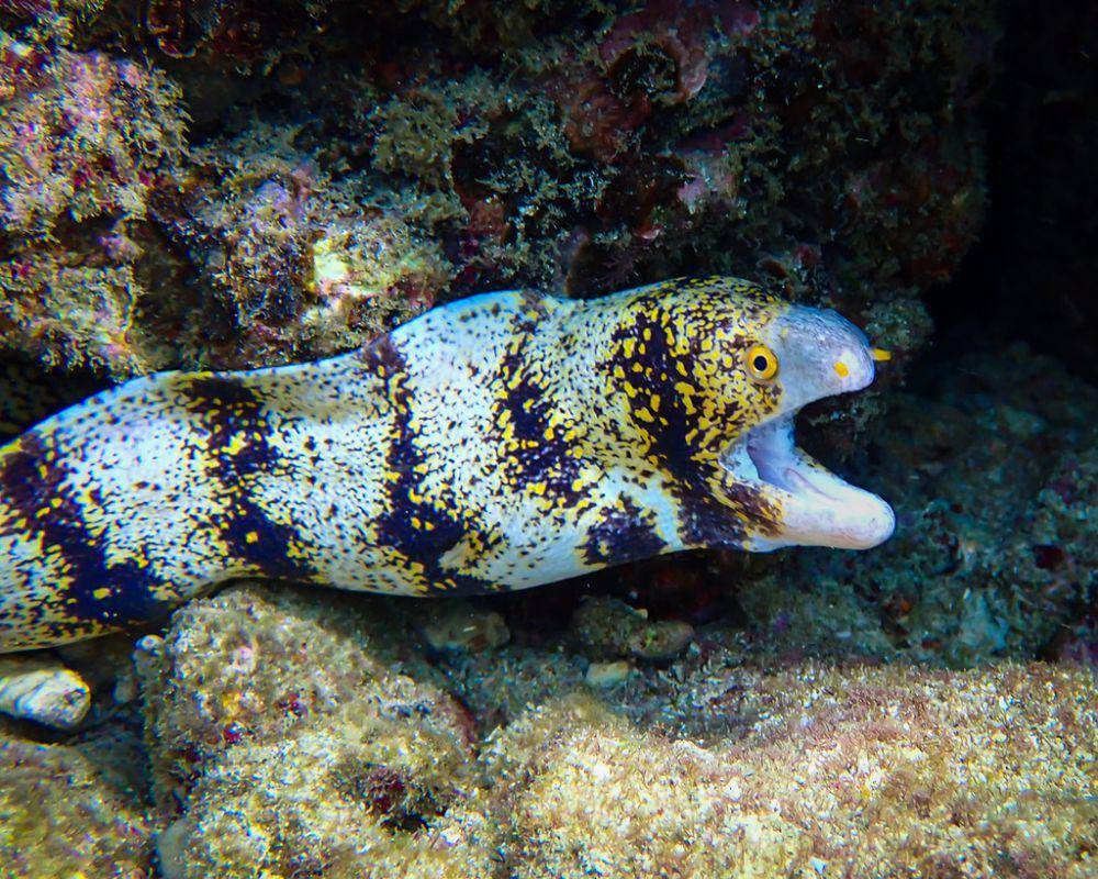 Moray salju (inaturalist.org/Patrick Davis)