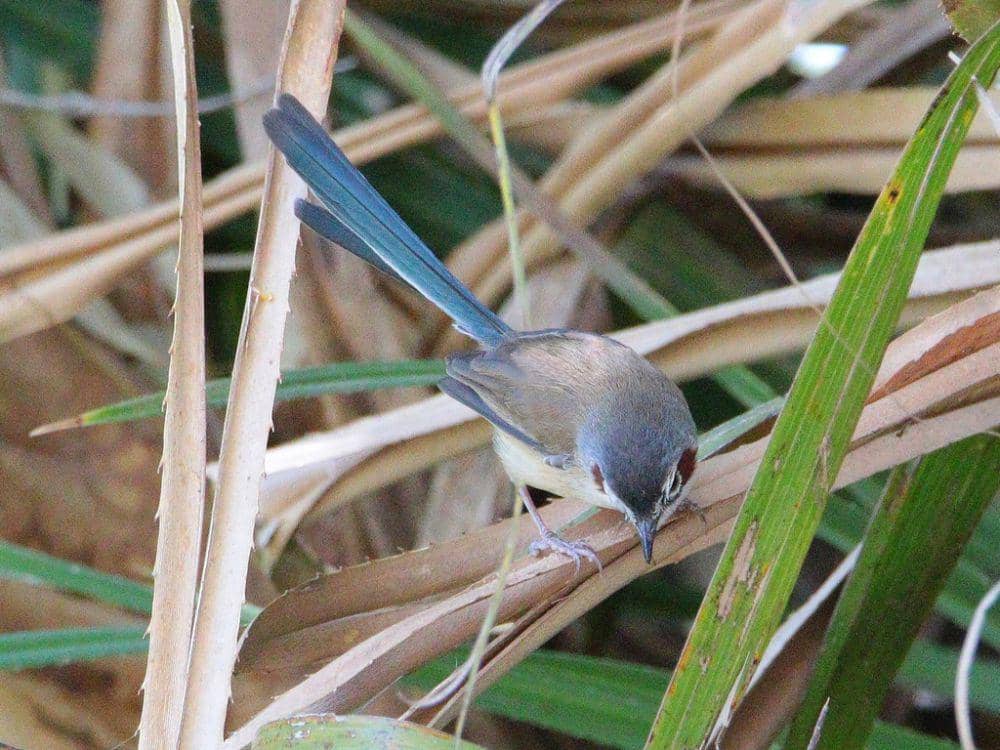 Purple-crowned fairywren (inaturalist.org/Graham Winterflood)