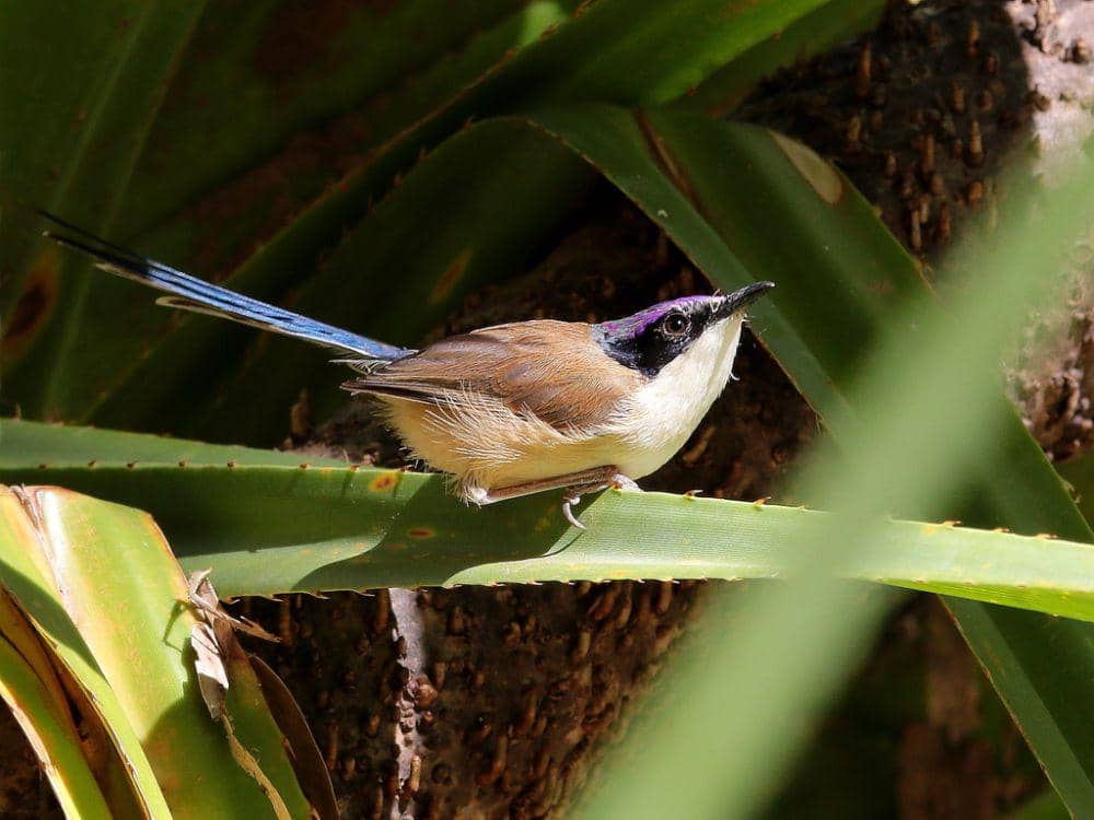 Purple-crowned fairywren (inaturalist.org/Graham Winterflood)