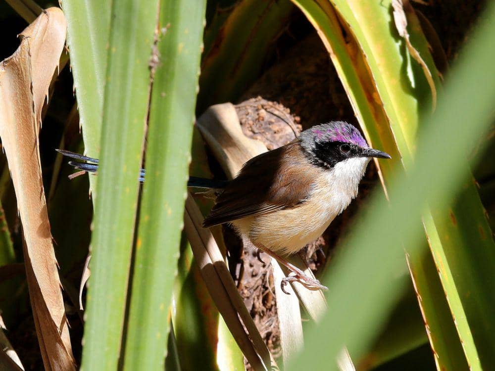 Purple-crowned fairywren (inaturalist.org/Graham Winterflood)