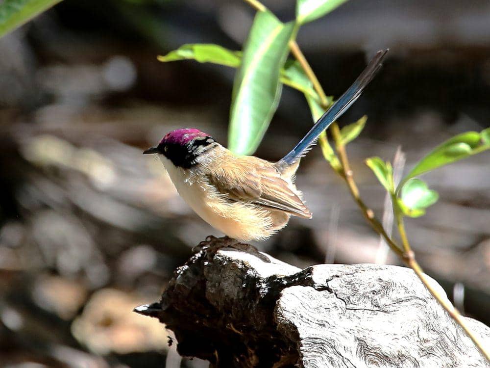 Purple-crowned fairywren (inaturalist.org/Graham Winterflood)
