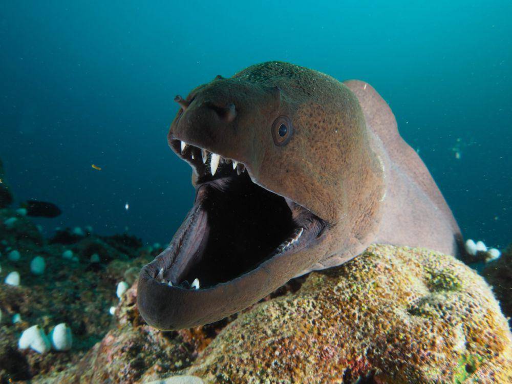 Moray raksasa (inaturalist.org/Dennis Rabeling)