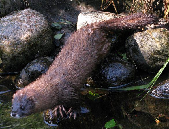ilustrasi Mustela lutreola (commons.wikimedia.org/Immortel)