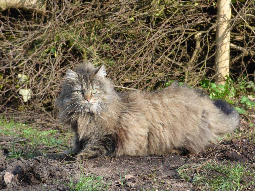 Norwegian forest cat (pixabay.com/Herz_Koenigin)