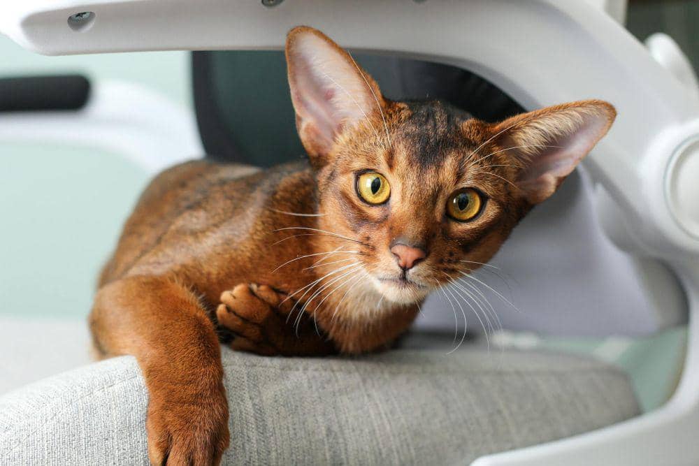 abyssinian (pexels.com/Haley Hagle)