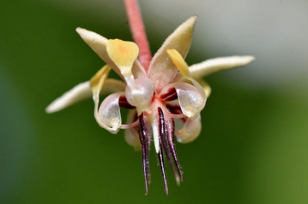 5 Spesies Tanaman Kakao, Flora Paling Populer di Dunia