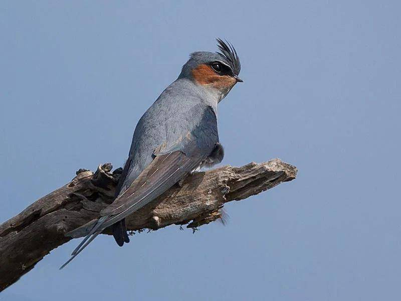 Potret Crested Treeswift (reddit.com/KimCureAll)