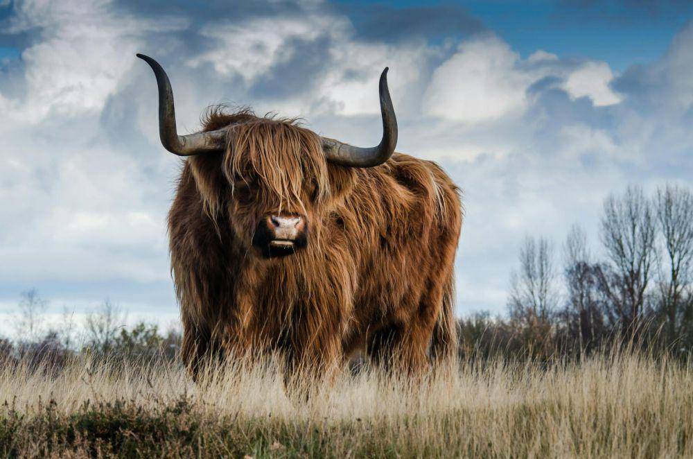 ilustrasi banteng (pexels.com/Pixabay)