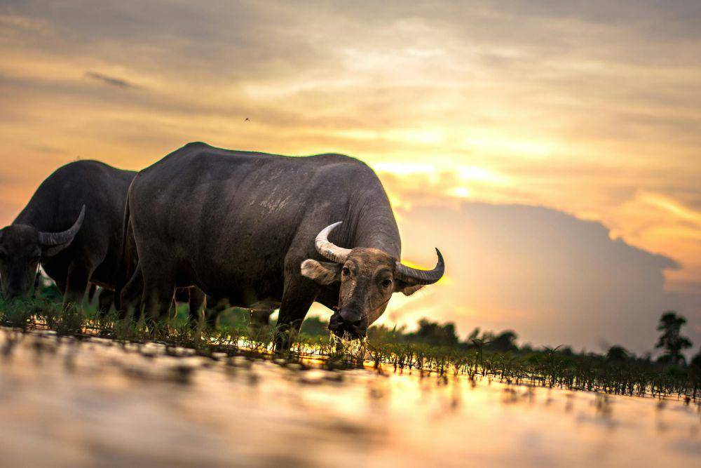 ilustrasi banteng (pexels.com/Pixabay)