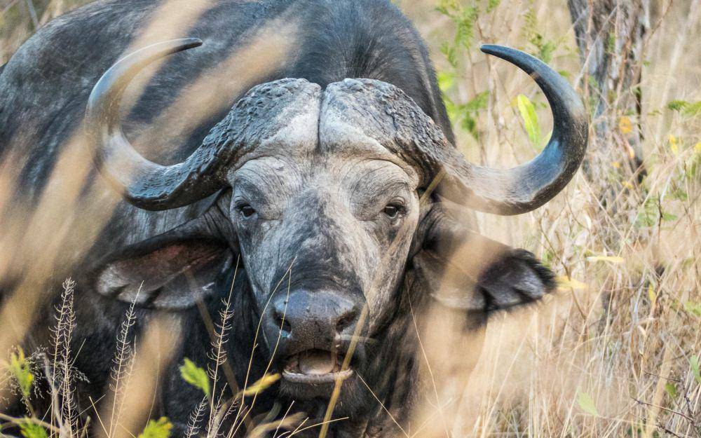 ilustrasi banteng (pexels.com/Jos van Ouwerkerk)