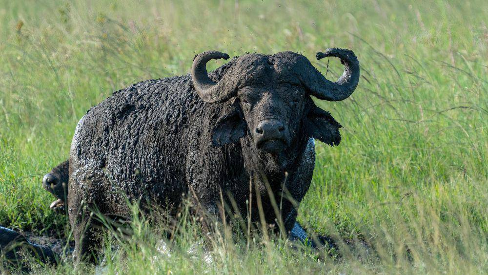 ilustrasi banteng (pexels.com/chris clark)
