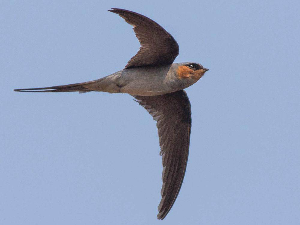 Potret crested treeswift saat terbang (eBird.org/Doug Gochfeld)