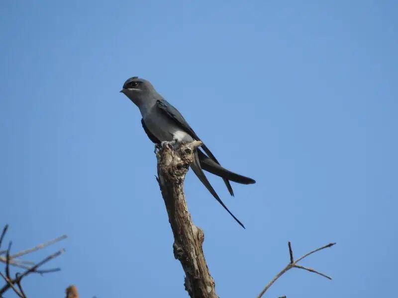 Crested treeswift memiliki pola diet beragam (dok. animalia.bio)