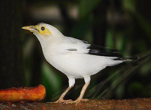 jalak putih (commons.wikimedia.org/ Dick Culbert)
