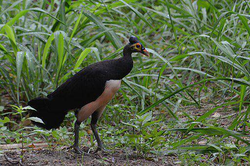 maleo yang ditemukan di Sulawesi Utara (commons.wikimedia.org/ Ariefrahman)