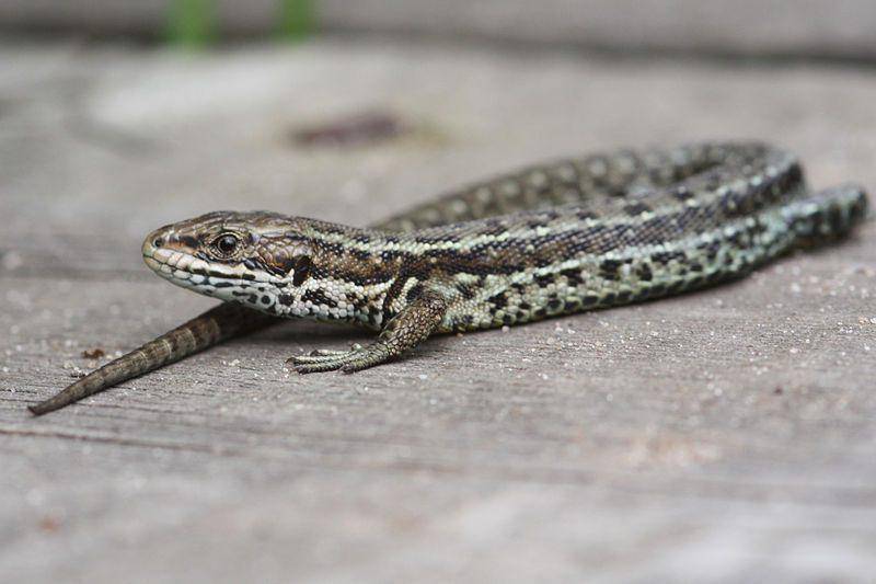 spesies common lizard atau viviparous lizard (commons.wikimedia.org/Alastair Rae)