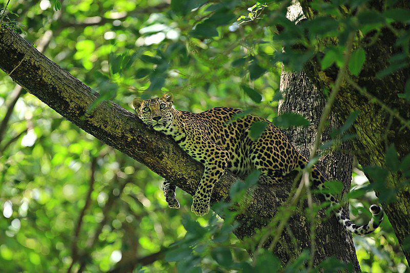 Indochinese leopard (commons.wikimedia.org/Kosin Sukhum)