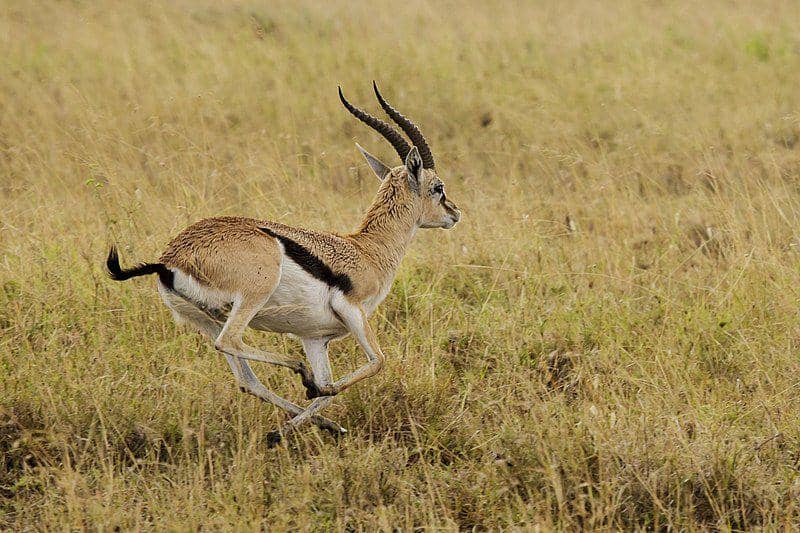 Thomson’s gazelle (commons.wikimedia.org/Thomas Fuhrmann)