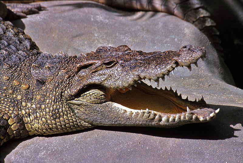 Siamese crocodile (commons.wikimedia.org/Bernard Dupont)