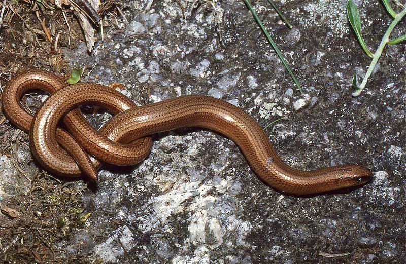 spesies slow worm, kadal tanpa kaki (commons.wikimedia.org/Bernard DUPONT)