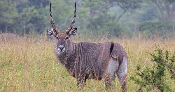 4 Satwa Unik yang Berhabitat di Sudan, Ada yang Bertubuh Besar!