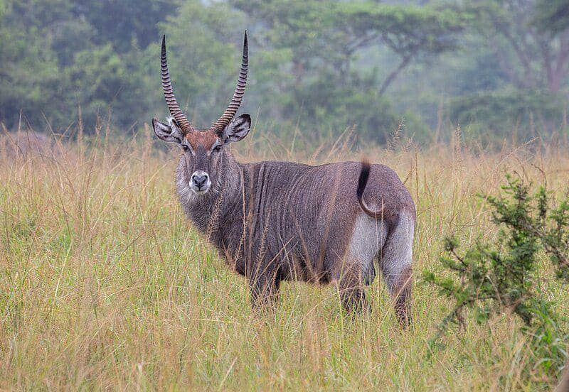 Waterbuck (commons.wikimedia.org/Diego Delso)