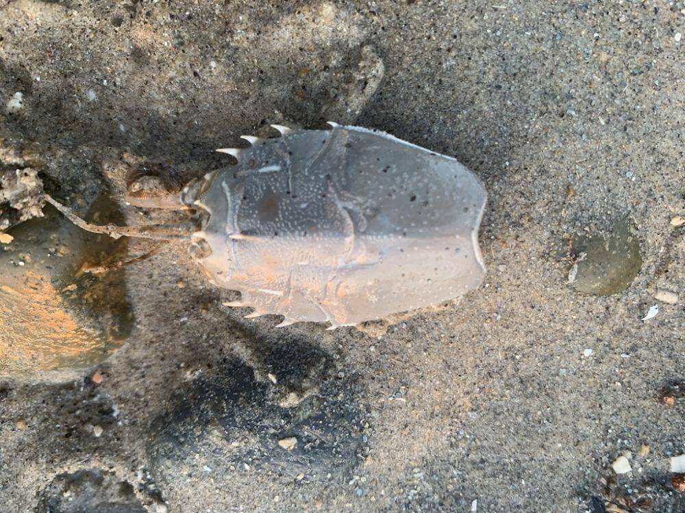 ilustrasi Blepharipoda occidentalis (inaturalist.org/rebeccacc)