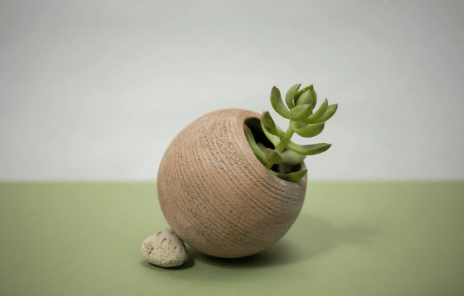 ilustrasi tanaman giok (pexels.com/ekaterina-bolovtsova)