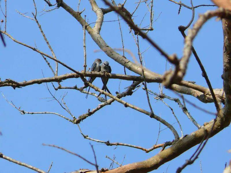 Crested treeswift hidup di hutan tropis Asia ( dok. animalia.bio)