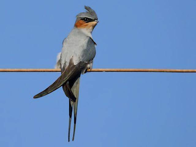 Crested treeswift memiliki jambul yang khas (dok. ebird.org)