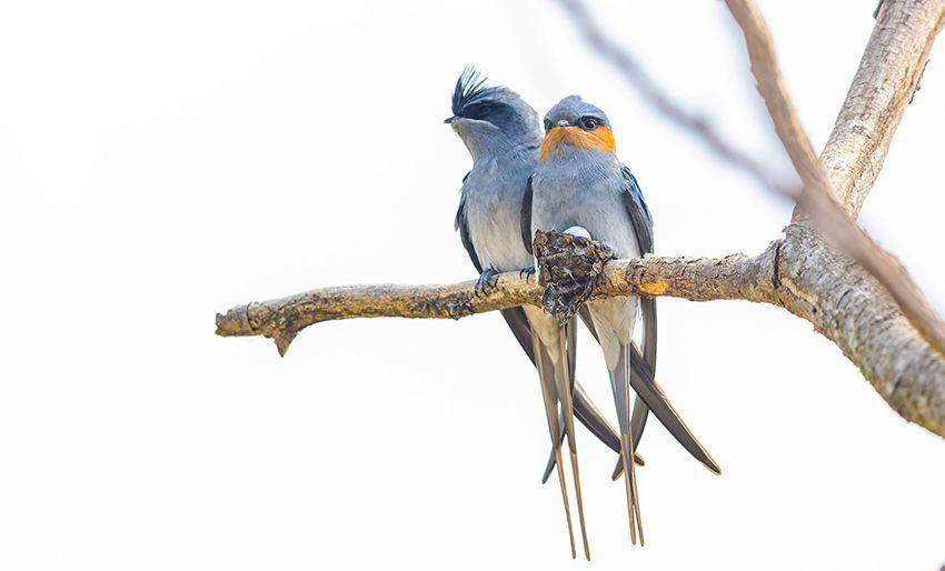 Potret sepasang crested treeswift (dok. en.brnn.com)