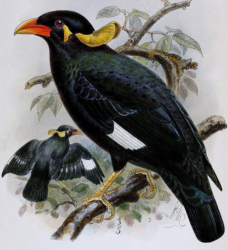 ilustrasi beo nias (commons.wikimedia.org/ Museo civico di storia naturale di Genova)